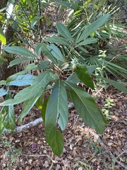 Persea borbonia