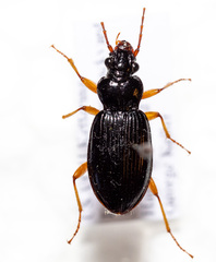 Patrobus longicornis