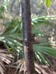 Persea borbonia