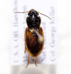 Anisodactylus sanctaecrucis