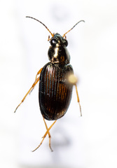 Bembidion confusum