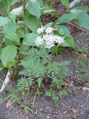 Conioselinum