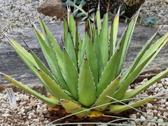Agave horrida perotensis
