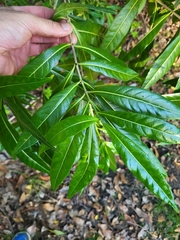 Stenostomum resinosum