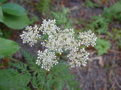 Conioselinum