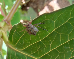 Hemiptera