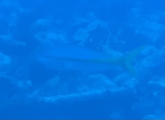 Ocyurus chrysurus