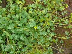 Ranunculus hyperboreus