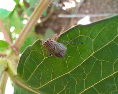 Hemiptera
