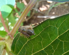 Hemiptera