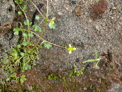 Ranunculus hyperboreus