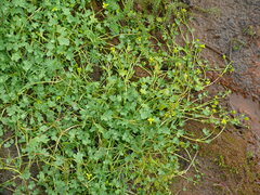 Ranunculus hyperboreus