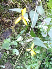 Persicaria nepalensis