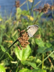 Hemiargus hanno