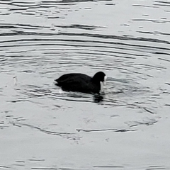Fulica atra