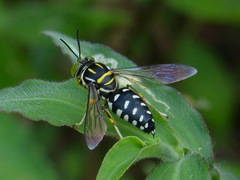 Stictia maculata