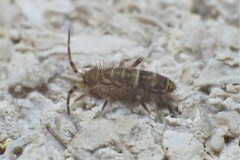 Orchesella cincta