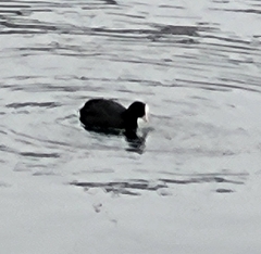 Fulica atra