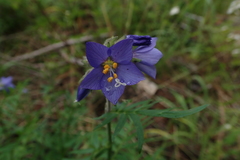 Polemonium foliosissimum