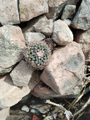 Mammillaria magnimamma