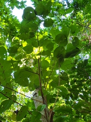 Alchornea latifolia
