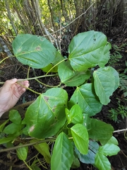 Alchornea latifolia