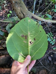 Alchornea latifolia