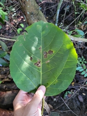 Alchornea latifolia