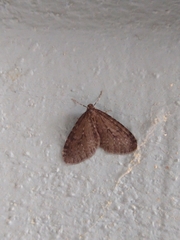 Operophtera