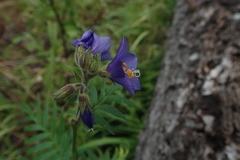 Polemonium foliosissimum