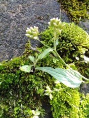 Persicaria nepalensis