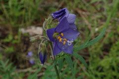 Polemonium foliosissimum