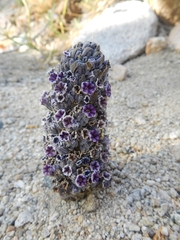 Pholisma arenarium