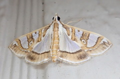 Glyphodes pyloalis