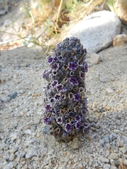 Pholisma arenarium