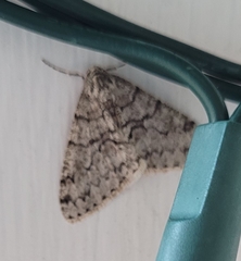 Phigalia denticulata