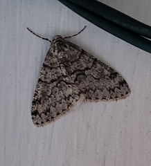 Phigalia denticulata