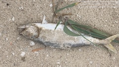 Oligoplites saurus