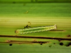 Epiphryne verriculata