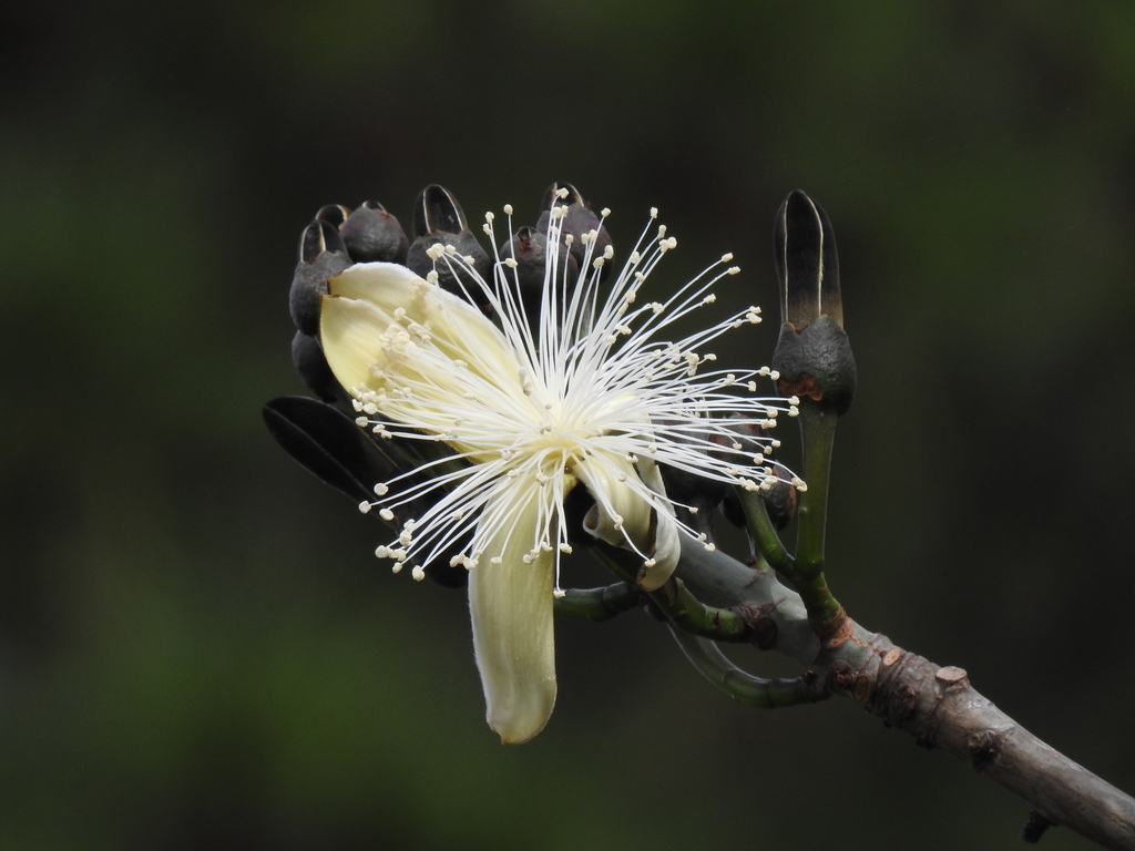 Pseudobombax majus