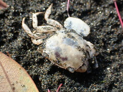 Hemigrapsus crenulatus