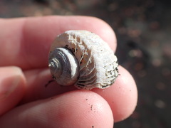 Amphibola crenata