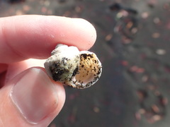 Amphibola crenata
