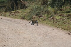 Chlorocebus djamdjamensis