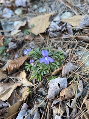 Viola pedata