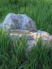 Pantherophis ramspotti