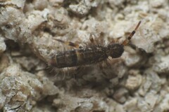 Orchesella cincta
