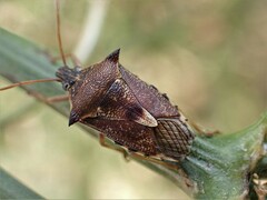 Oechalia schellenbergii