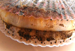 Chlamys hastata