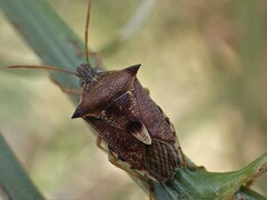 Oechalia schellenbergii